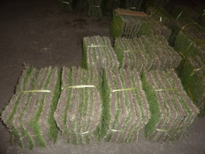 夏季・芝の保管１